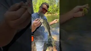 Spring Time Bass Fishing Lake Allatoona Georgia #shorts