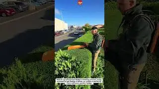 Satisfying Hedge Trimming with Professional Gas Hedge Trimmer | Perfect Clean Cut