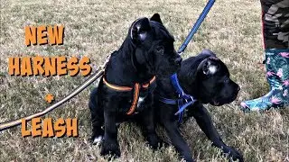 Cane Corso pups wearing our new harnesses