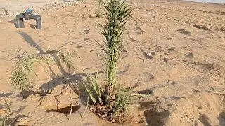 شركات بيع الأراضي المزروعة م اسعد الفقي 01090855418