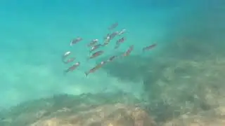 SNORKEL, en Sa Conca