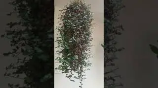 different types hanging plants