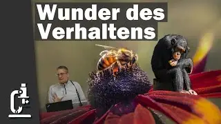 Verhaltensbiologie vs. Evolution: Menschen & Tiere als einzigartige Gesch&ouml;pfe | B. Scholl | P&auml;d. 24