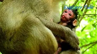Newborn Name FARRAH (girl)/ Newborn FARRAH Is Very Strong & Active Girl/ She Is So Lovely.