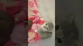 #kittens #catshorts