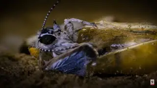 Behind the Scenes - Alcon Blue Butterfly