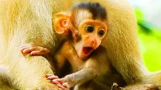 A LITTLE MONKEY BRADY CRYS SEIZURES WITH ROSE MONKEY COS THEY ARE STILL SCARED.