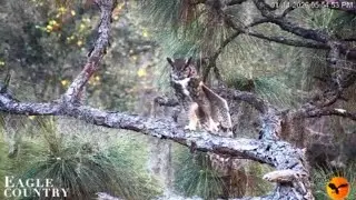 Male Great Horned Owl-Gus 🦉 01/14/26  05:52