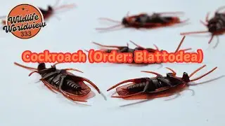 Cockroach (Order: Blattodea)