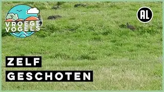 Rennende patrijzen | Zelf Geschoten | Vroege Vogels