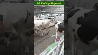 रंजीत सिंह ने कैसे शुरू किया Fully Automated Dairy Farm? Dairy Sector | #shorts