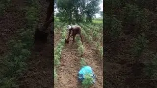 Please support agriculture and farmers 🌱🌾🌱#agriculture #shorts