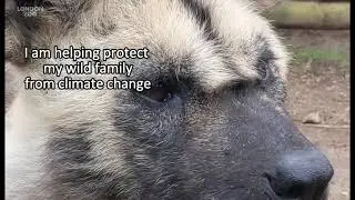 Meet the African wild dog pack &ndash; conservation heroes 💪