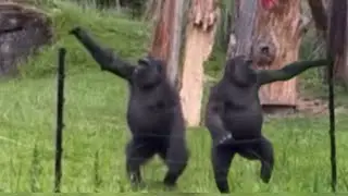 Gorillas in search of food. Gorilla Kingdom 