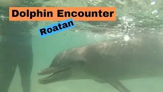 Anthony's Key Resort Dolphin Encounter