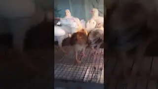 DISCLAIMER!!!THERE WAS NO ANIMALS GET HARMED IN THIS VIDEO. FOR BREEDING PURPOSES ONLY