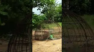 Unique Quick Parrot Trapping / Catching Parrot By Trap
