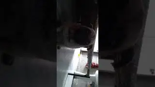 CUTIE PIE PUG PUG VIDEOS PART-3