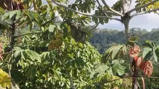 Sloth at Cielo Lodge