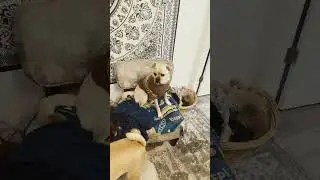 #собака #собачьяжизнь #собачка #мопсы #бульдоги
