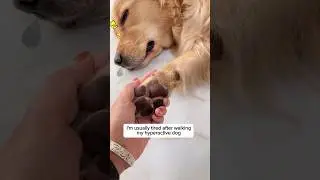 Сохраните лапы вашей собаки чистыми с помощью этой бандажной обуви!!🐕🐾