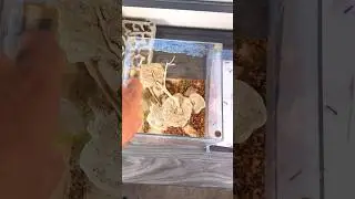 Cleaning my bullet ant farm
