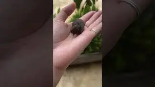 All Black Button Quail OMG It&rsquo;s So Lovely #quail #buttonquail #rutinchicken #garutin #bmt