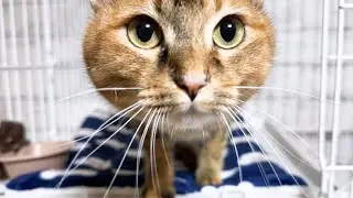 爪切り後に甘える猫や文句を言う猫たちの爪切りはお祭りです(笑)