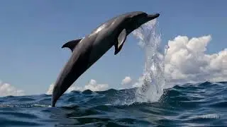 Majestic Dolphin Leap