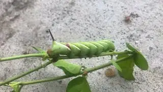 Tomato Hornworm eating 🌱 🇦🇺