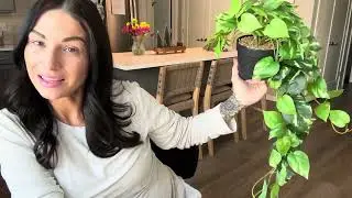 Fake Pothos Hanging Plants Artificial Silk Ivy Vines  AMAZON FIND!