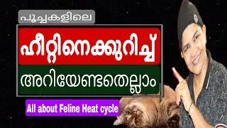Awesome Facts On Breeding & Reproduction Of Cats | Feline Heat Cycle | Cat Owners | Nandaspets