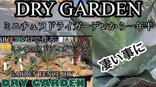 【DIYドライガーデン】一年半後のミニチュアドライガーデンが凄い事に