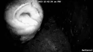 #AvaTheBarnOwl Dozing Off Waiting For Beau.  Owl Box C - 12/29/23 - 12:42 am