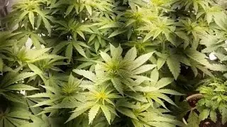 update⛑problems🥶 sts spray ,1st week of flower 🌼