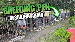 BREEDING PEN RESOILING