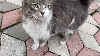 Beautiful stray cats meow loudly because they are very hungry