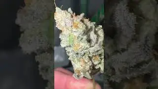Early sample nug smoke test. Archive Portlands &ldquo;junior mints&rdquo;(Thin mint Cookies x face Off OG kush)
