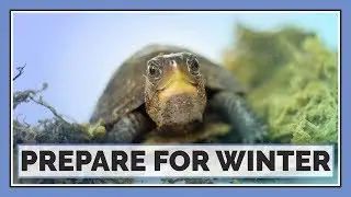 Are Your Reptiles Ready for Winter?