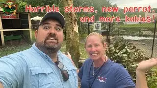 We survived a crazy storm, new babies to announce, and a new parrot arrives to the preserve.