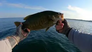 Lake Ontario NY smallmouth bass fishing ZMAN baits! Head shake nation!