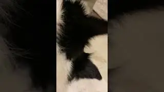 His paws, adorable! His ears #shorts #dog #doglover #cute #viral #puppy #funny God Bless You!