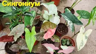 Сингониум гулининг ноёб сортлари