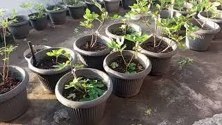 PLANTING FIG TREES WITH THE PROCESS
