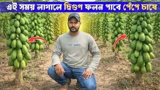 কোন সময় পেঁপে লাগালে দ্বিগুণ ফলন পাবেন?  | Papaya Planting Time | Papaya Farming Bangla