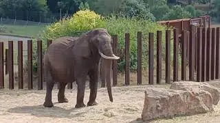 African 🇬🇳🇿🇦🇰🇪🇨🇫🌍 Elephants 🐘 at the West Midlands Safari Park