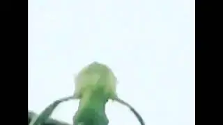 Dat boi meme