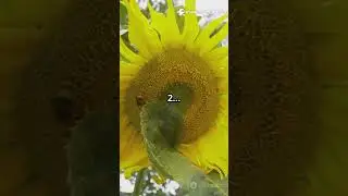 Sunflower Heliotropism Fact🌻🌻#trivia #foryou #funfactsdaily #sunflower #quiz