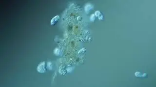 Small size moves fast - ciliate feeding frenzy