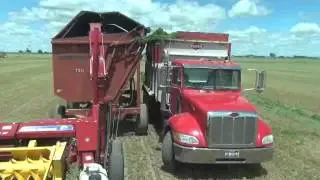 Chopping and Bagging Alfalfa